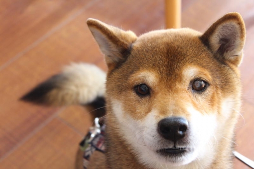 IMG_2270_AZUKI.jpg