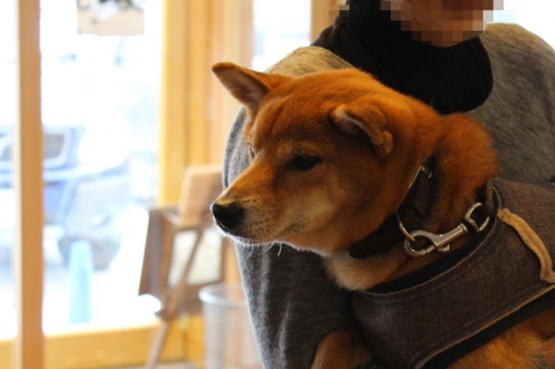IMG_2287_AZUKI.jpg