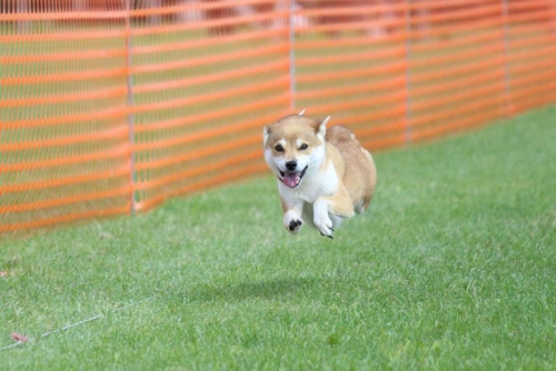 IMG_7709+AZUKI_20131231215010cfe.jpg