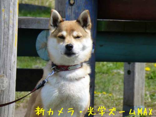 P1000010-azuki.jpg