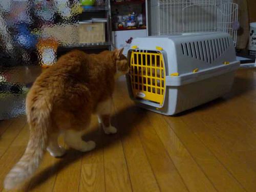 P1000085-AZUKI.jpg