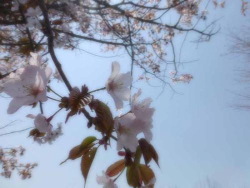 P1000190-azuki.jpg