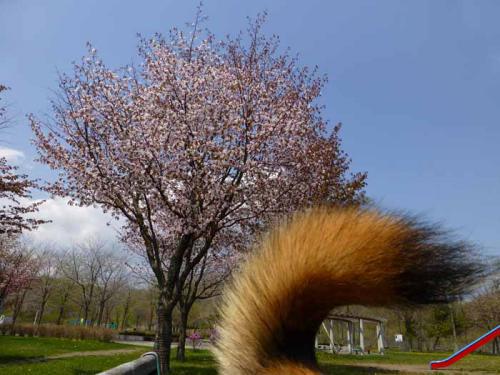 P1000239-azuki.jpg