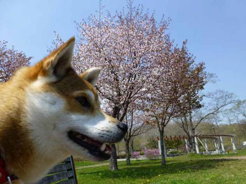 P1000240-azuki.jpg