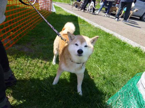 P1000547+AZUKI.jpg