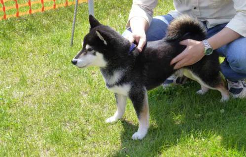 P1000548+AZUKI.jpg