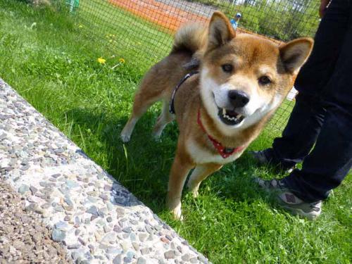 P1000576+AZUKI.jpg