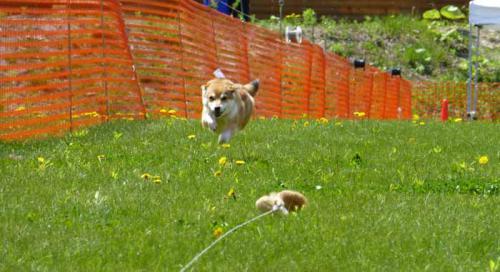 P1000587+AZUKI.jpg