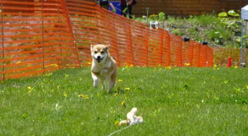 P1000588+AZUKI.jpg