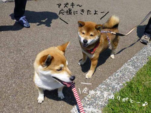 P1000604+AZUKI.jpg