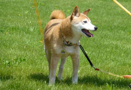 P1000637+AZUKI.jpg
