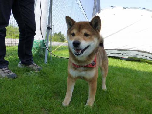 P1000646+AZUKI.jpg