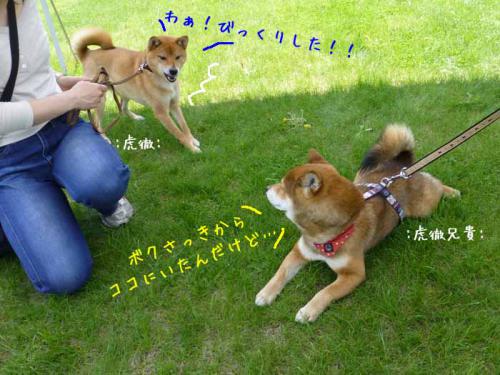 P1000651+AZUKI.jpg