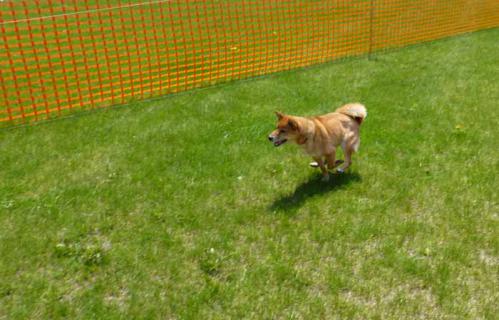 P1000654+AZUKI.jpg