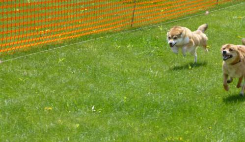 P1000680+AZUKI.jpg