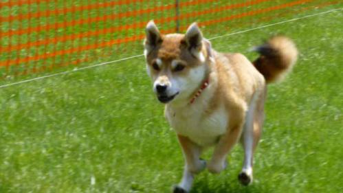 P1000739+AZUKI.jpg