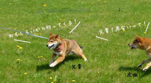 P1000765+AZUKI.jpg