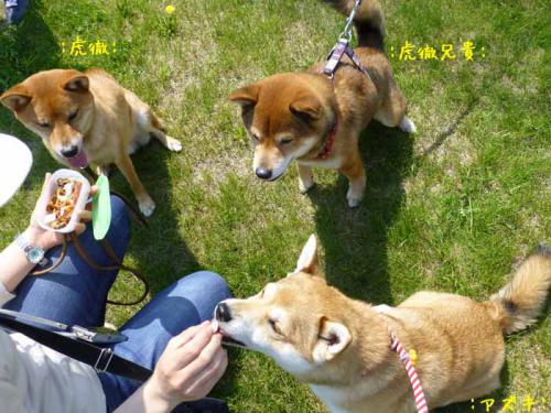P1000811+AZUKI.jpg