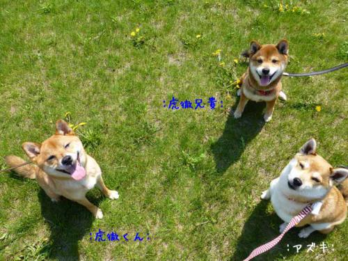P1000817+AZUKI.jpg