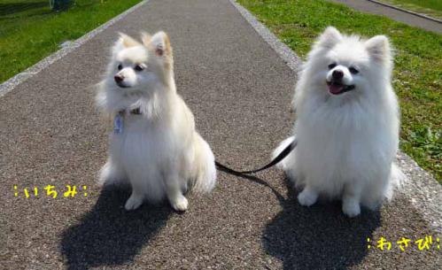 P1000833+AZUKI.jpg