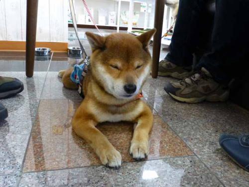 P1000839+AZUKI.jpg