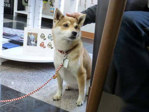 P1000840+AZUKI.jpg