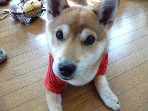 P1000845+AZUKI.jpg