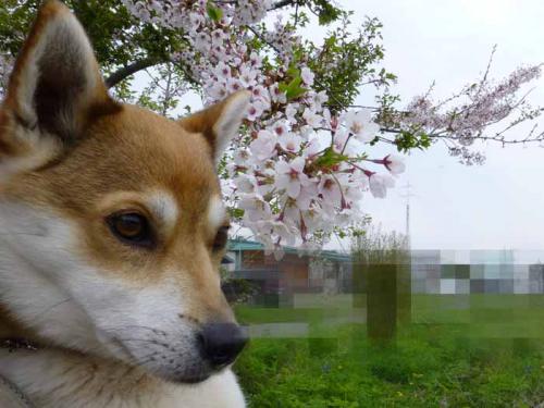 P1000889+AZUKI.jpg