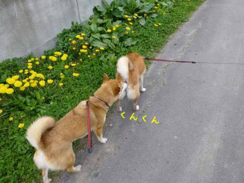 P1000924+AZUKI.jpg