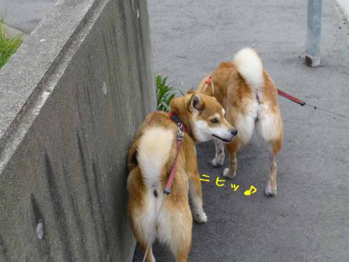 P1000927+AZUKI.jpg