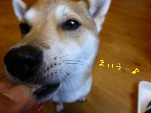P1010161+AZUKI.jpg
