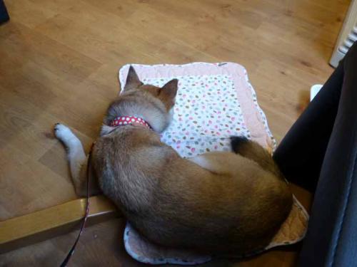 P1010201+AZUKI.jpg