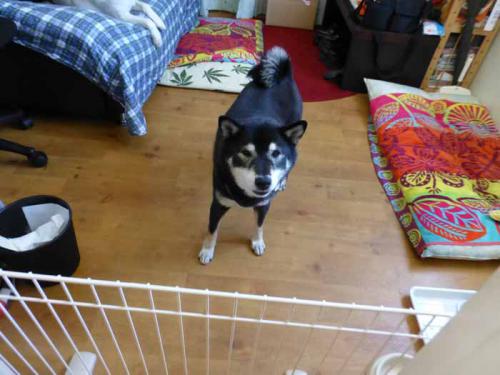 P1010203+AZUKI.jpg
