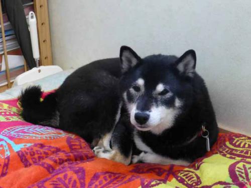 P1010207+AZUKI.jpg