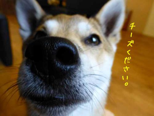 P1010215+AZUKI.jpg