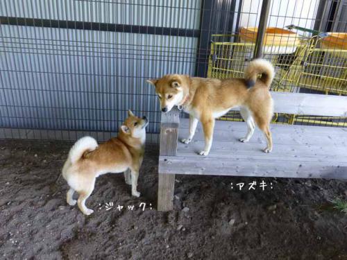 P1010240+AZUKI.jpg