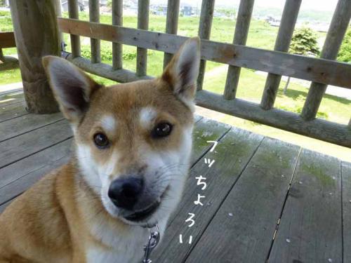 P1010525+AZUKI.jpg