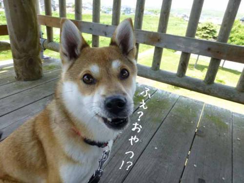 P1010527+AZUKI.jpg