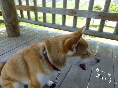 P1010528+AZUKI.jpg
