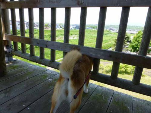 P1010535+AZUKI.jpg