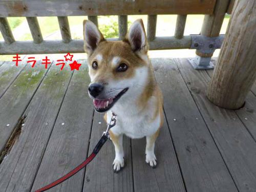 P1010544+AZUKI.jpg