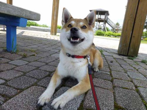 P1010574+AZUKI.jpg