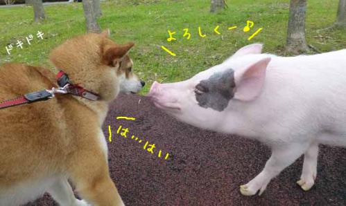 P1010624+AZUKI.jpg