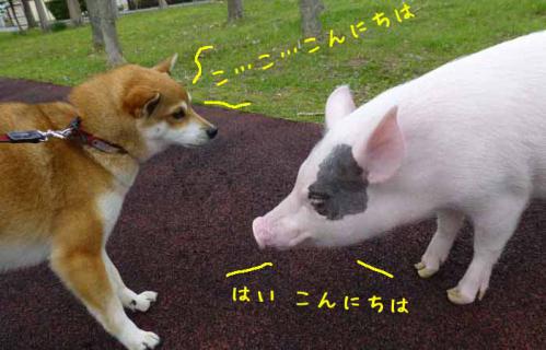 P1010625+AZUKI.jpg