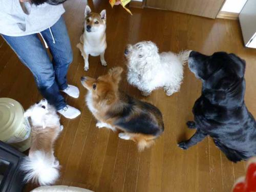 P1010649+AZUKI.jpg