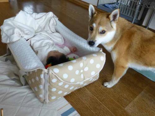 P1010659+AZUKI.jpg