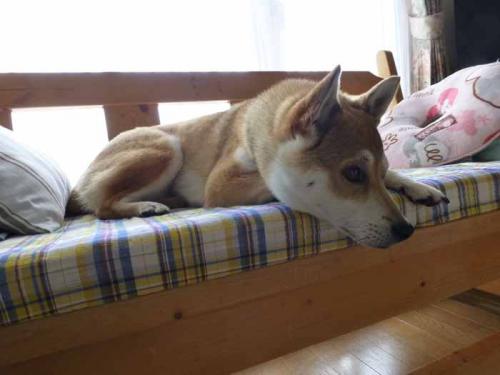P1010663+AZUKI.jpg