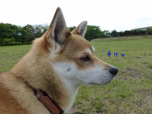 P1010721+AZUKI.jpg