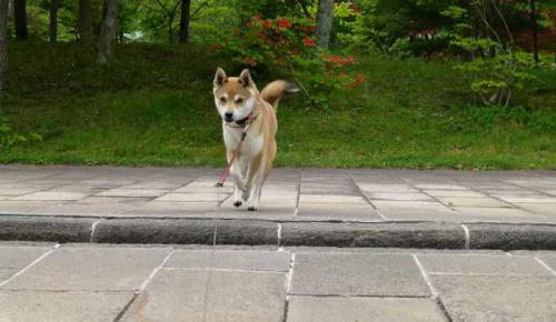 P1010743+AZUKI.jpg