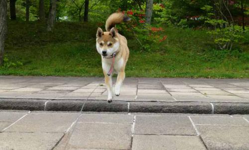 P1010744+AZUKI.jpg